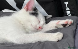 Mixed Breed cats for sale: Loving home only for a tiny happy boy - Image 9