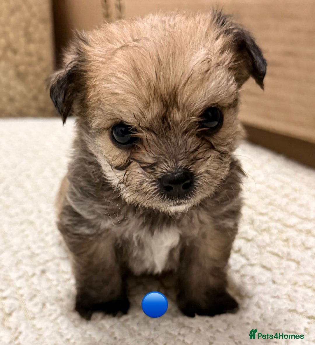 Mixed Breed dogs for sale: Five healthy puppies looking for a living home!  - Advert 5