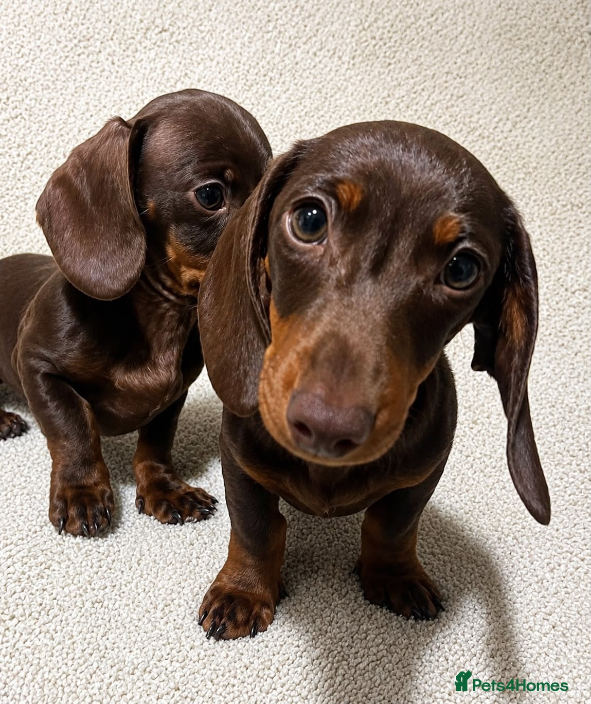 Miniature Dachshund dogs Miniature dachshund puppies  - Advert 17