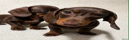 Miniature Dachshund dogs for sale: Miniature dachshund puppies  in Preston - Advert 1