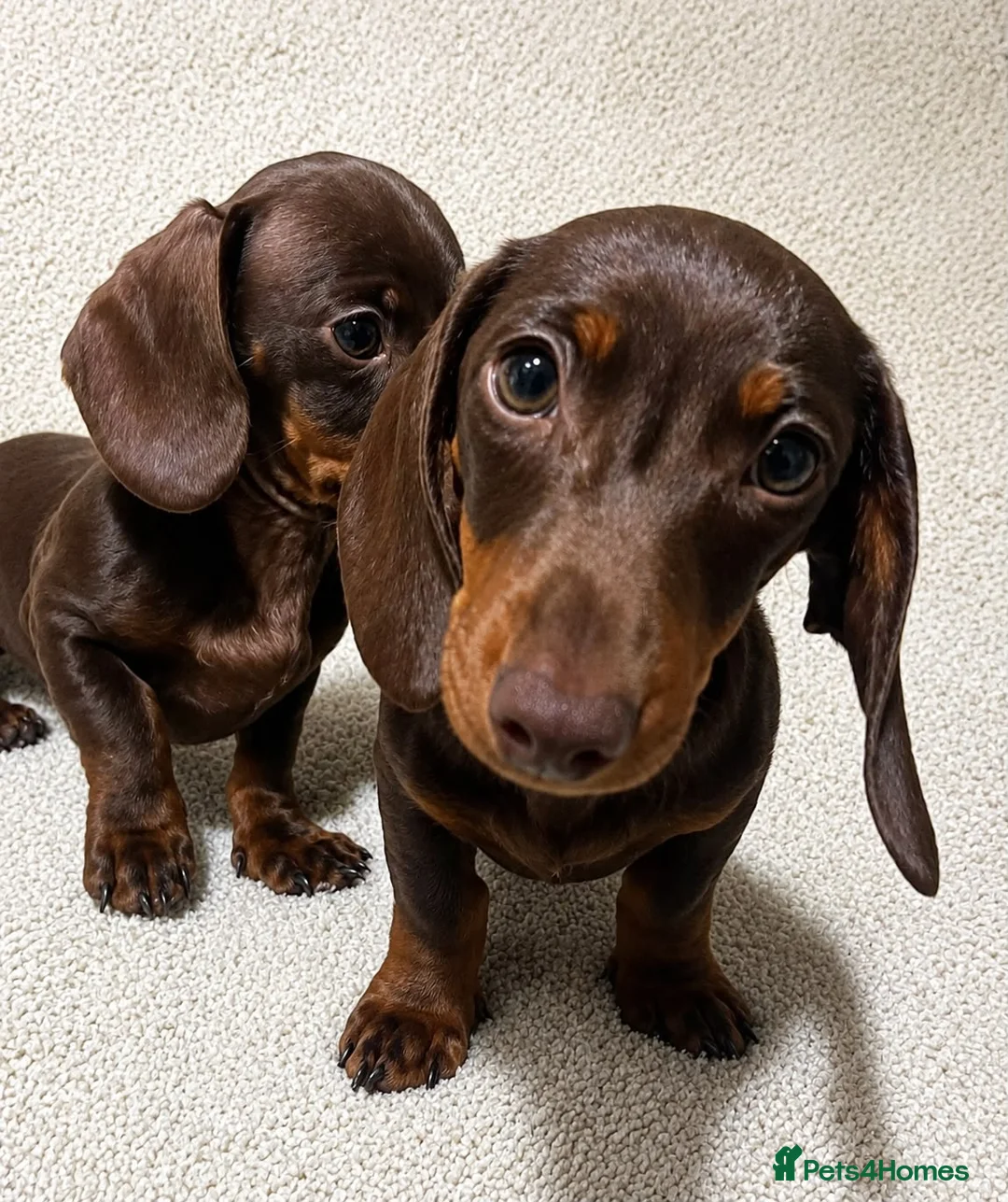 Miniature Dachshund dogs for sale: Miniature dachshund puppies  in Preston - Advert 1