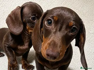 Miniature Dachshund dogs Miniature dachshund puppies - Advert 3