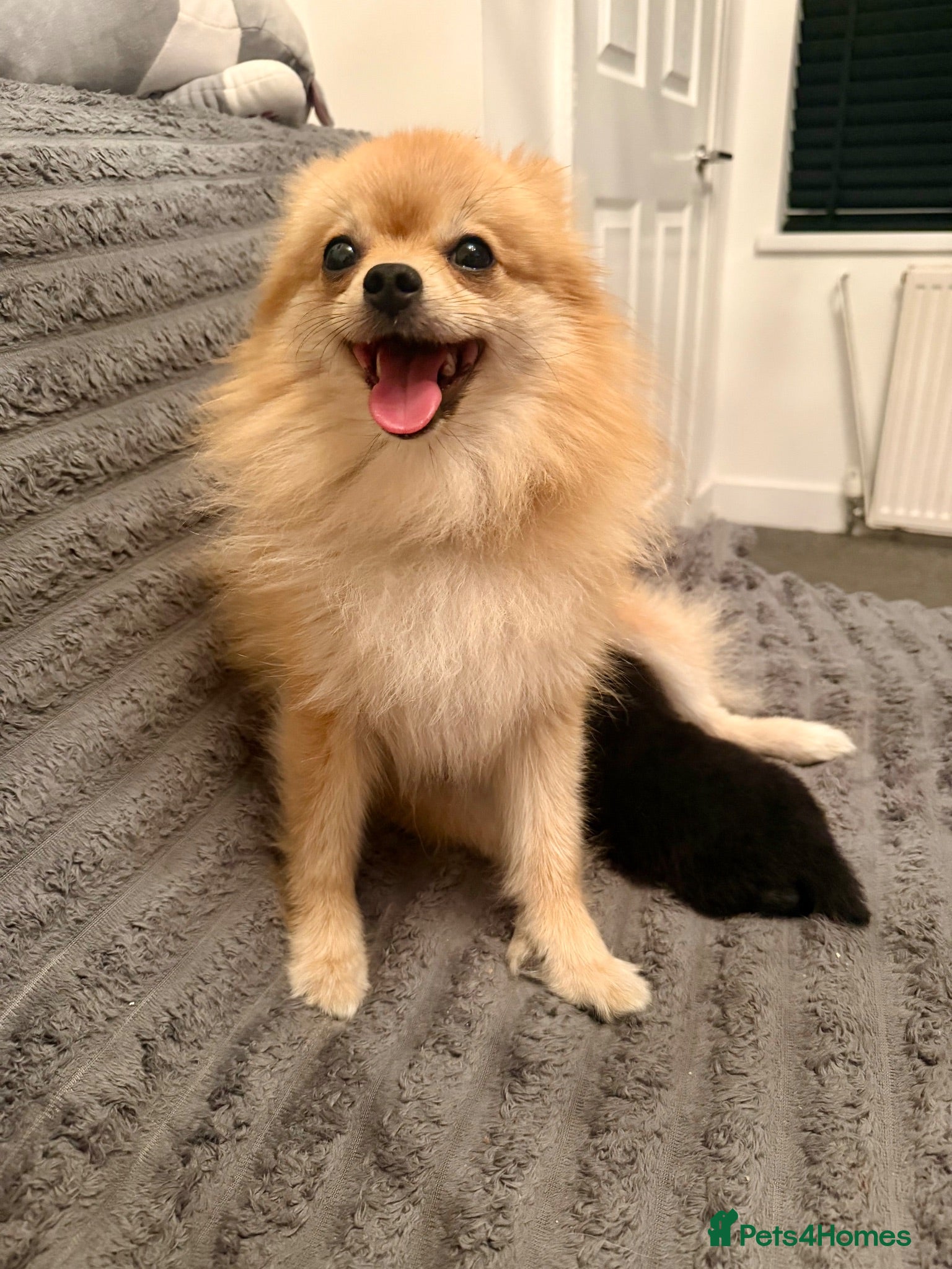 Pomeranian dogs Looking for My Forever Human 🥹🐾🤎 - Advert 1