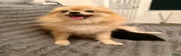 Pomeranian dogs for sale: Looking for My Forever Human 🥹🐾🤎 - Advert 8
