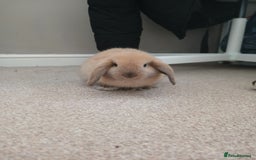 Mini Lop rabbits for sale: Adorable mini lop bunny - Image 1