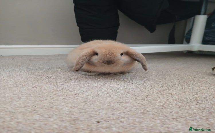 Mini Lop rabbits - Advert 1
