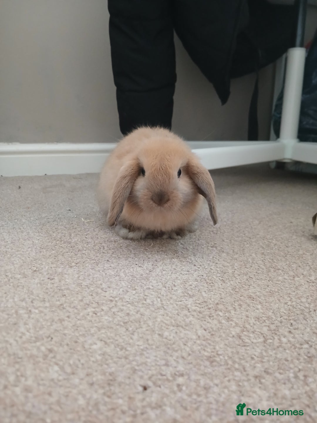 Mini Lop rabbits for sale: Adorable mini lop bunny - Image 1