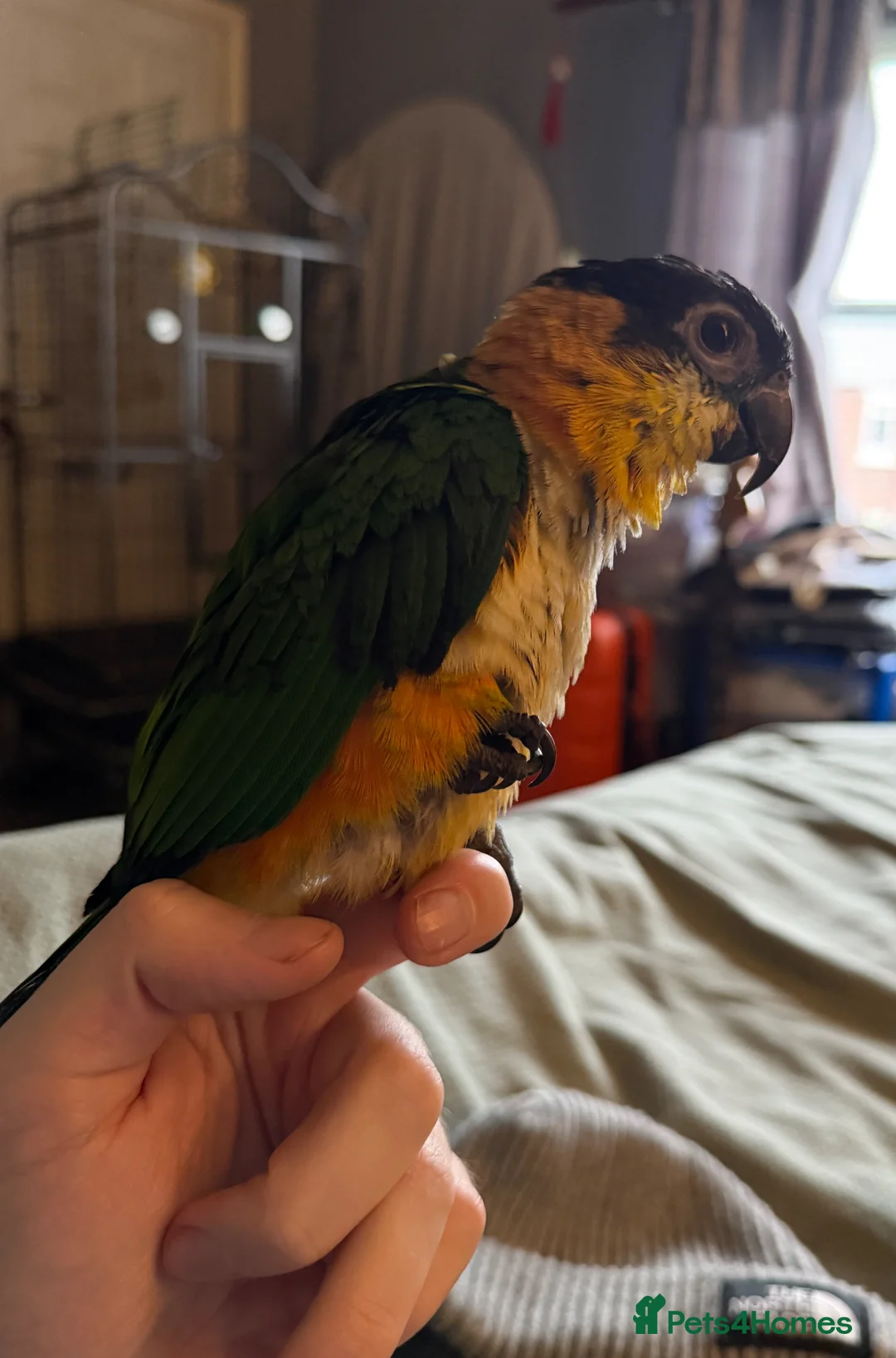 Parrots birds for sale: Black headed Caique parrot  - Advert 1