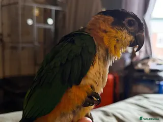 Parrots birds Black headed Caique parrot - Advert 8
