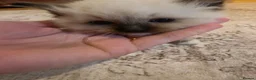 Ragdoll cats for sale: Seal mitted ragdoll kittens ready 26/9 - Advert 8