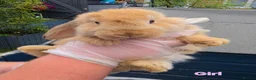 French Lop rabbits for sale: French Lops in Cambridge - Advert 5