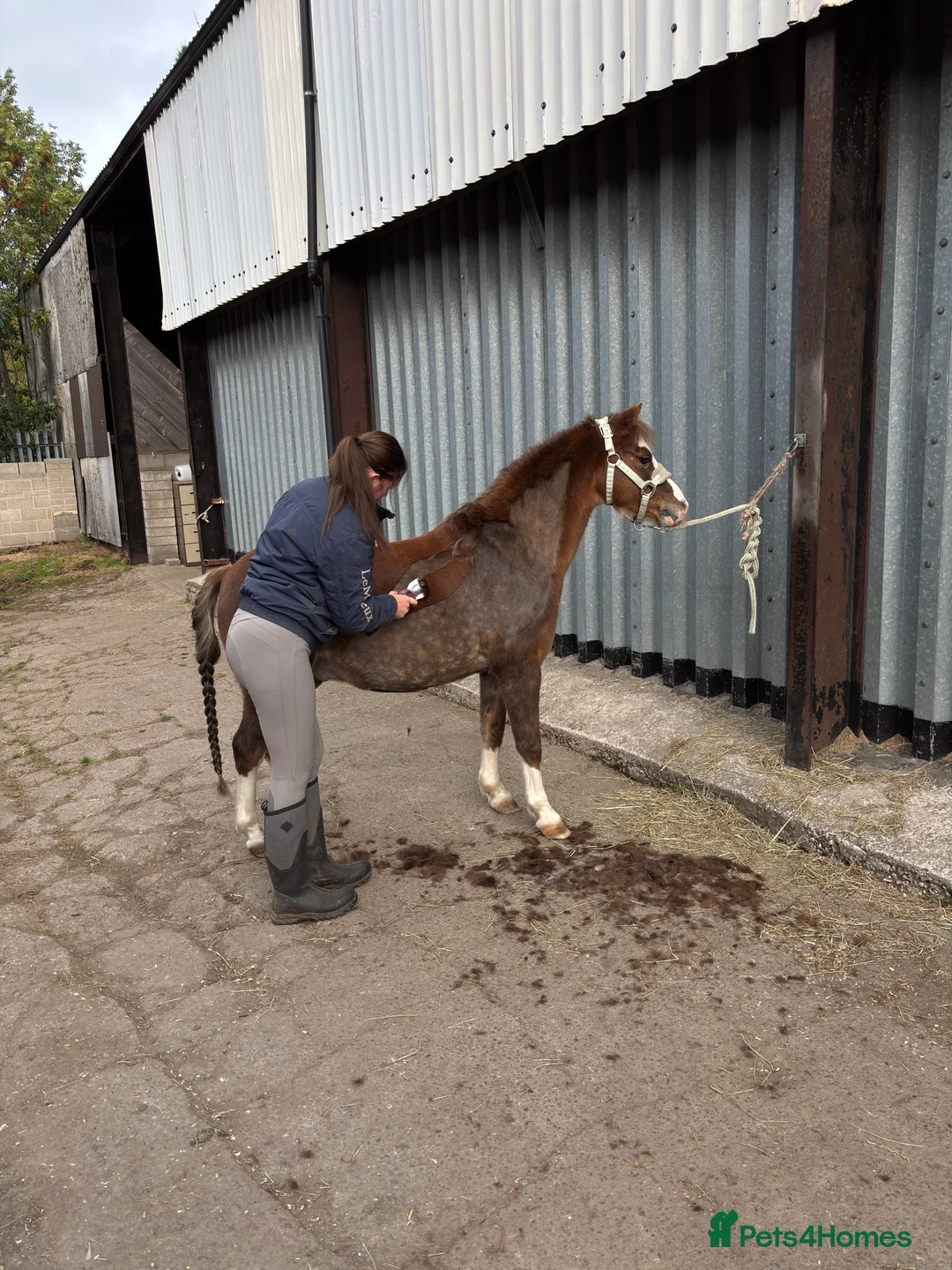 Welsh Section B horses for sale: Welsh B 13h gelding all rounder - Advert 3