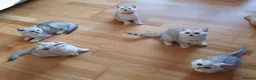 British Shorthair cats for sale: 🐾 Cute British Shorthair Chinchilla Silver-shaded - Advert 4