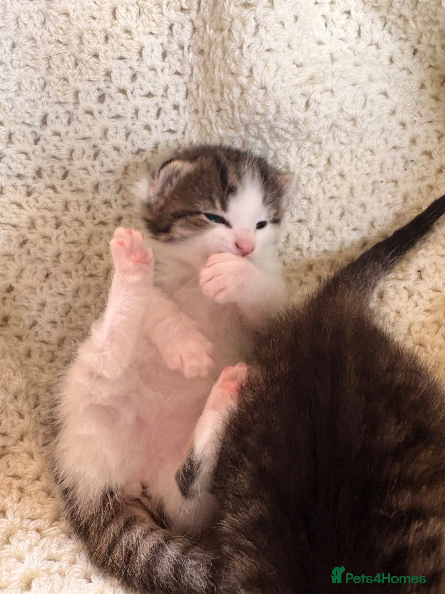 Mixed Breed cats for sale: Gorgeous kittens  in Nantwich - Advert 15