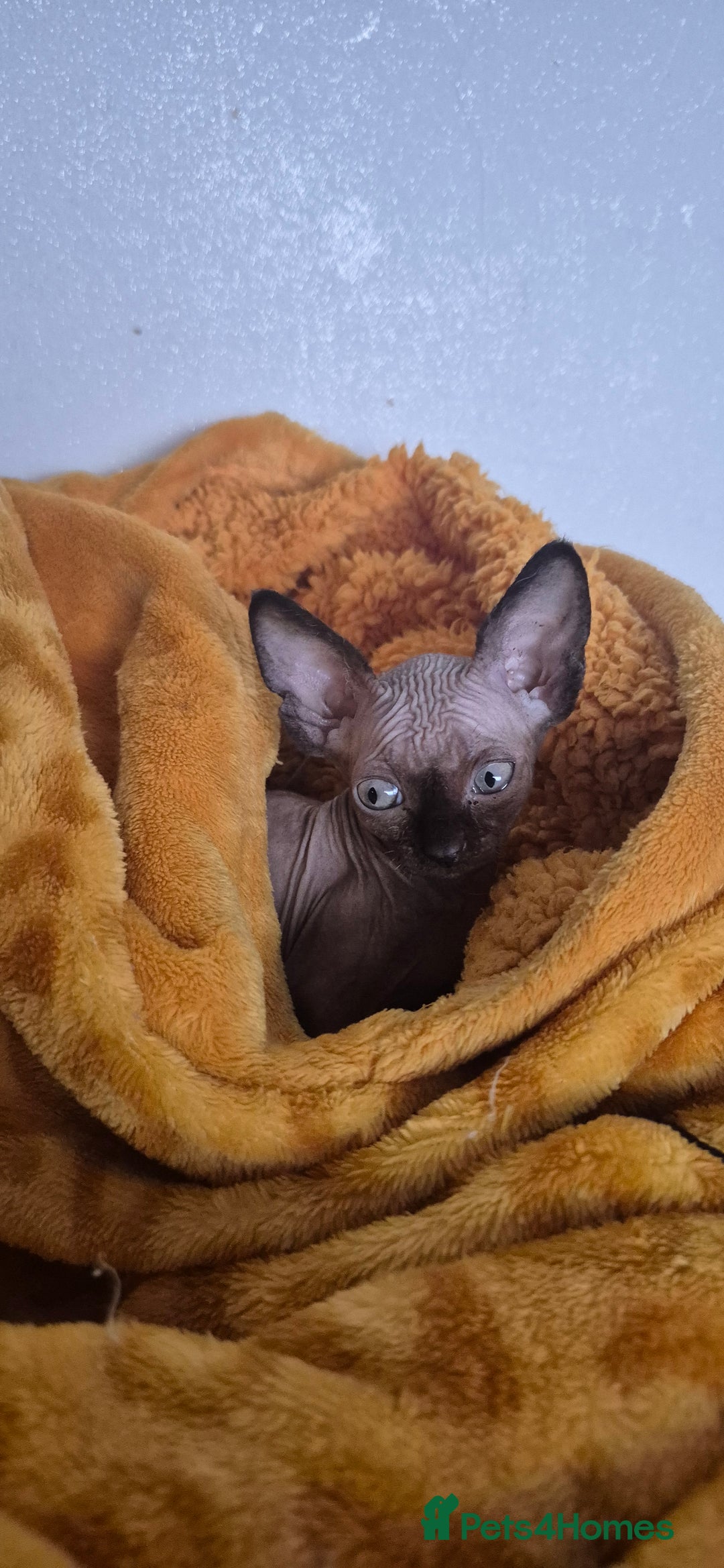 Sphynx cats for sale: Black elf and silver elf princesses - Advert 8