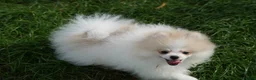 Pomeranian dogs for sale: Sweet little pups  - Advert 5