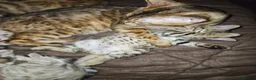 Bengal cats for sale: Snow and brown bengal kittens - Advert 7