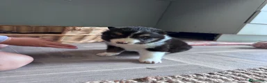 Border Collie 1