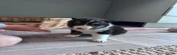 Border Collie dogs for sale: Border Collie Puppies - Advert 5