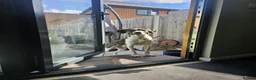 Mixed Breed dogs for adoption: Sully (Magnus) - Advert 3