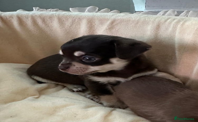 Chihuahua dogs - Advert 8