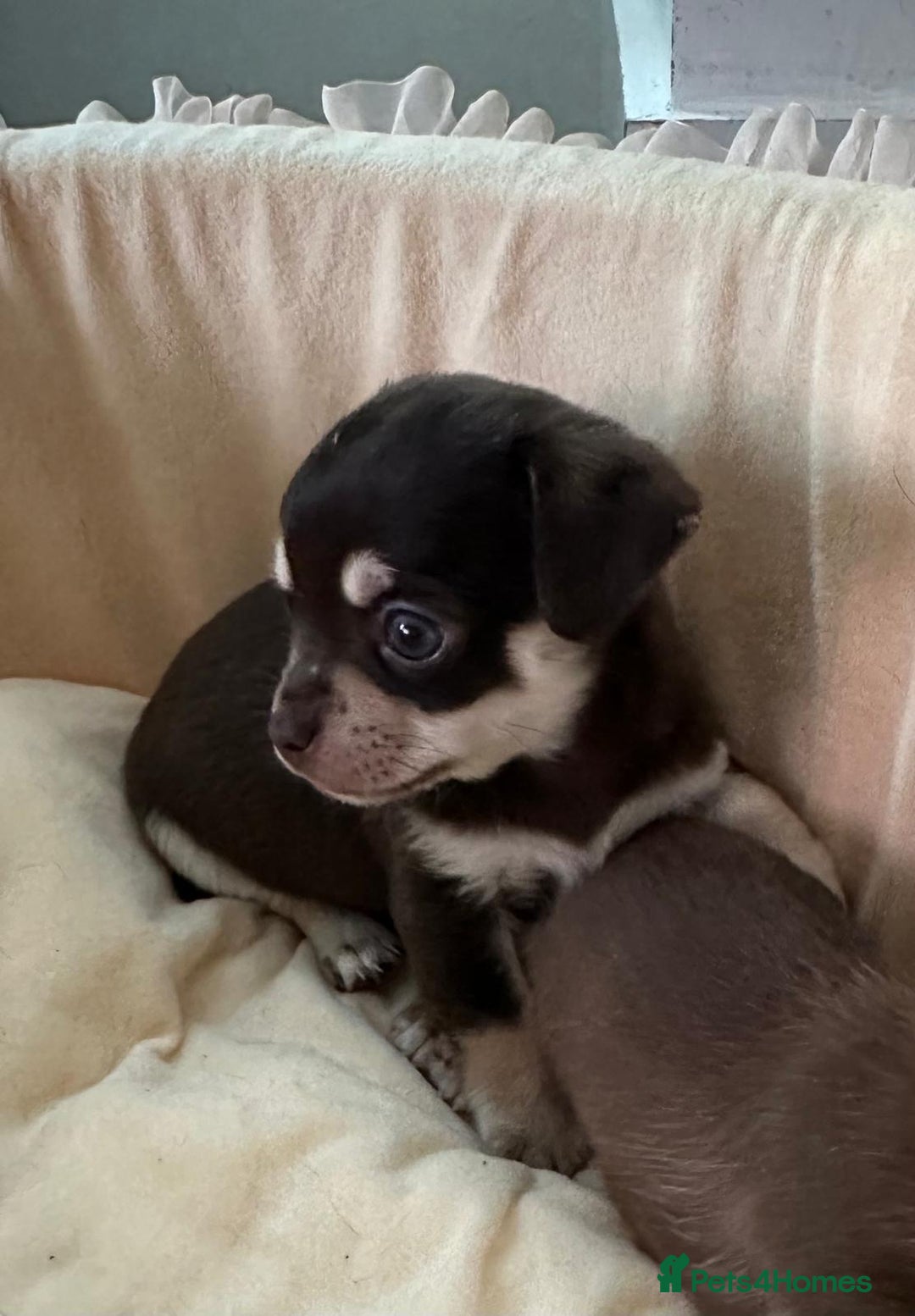 Chihuahua dogs for sale: Rare chocolate full pedigree chihuahuas🤎 - Image 1
