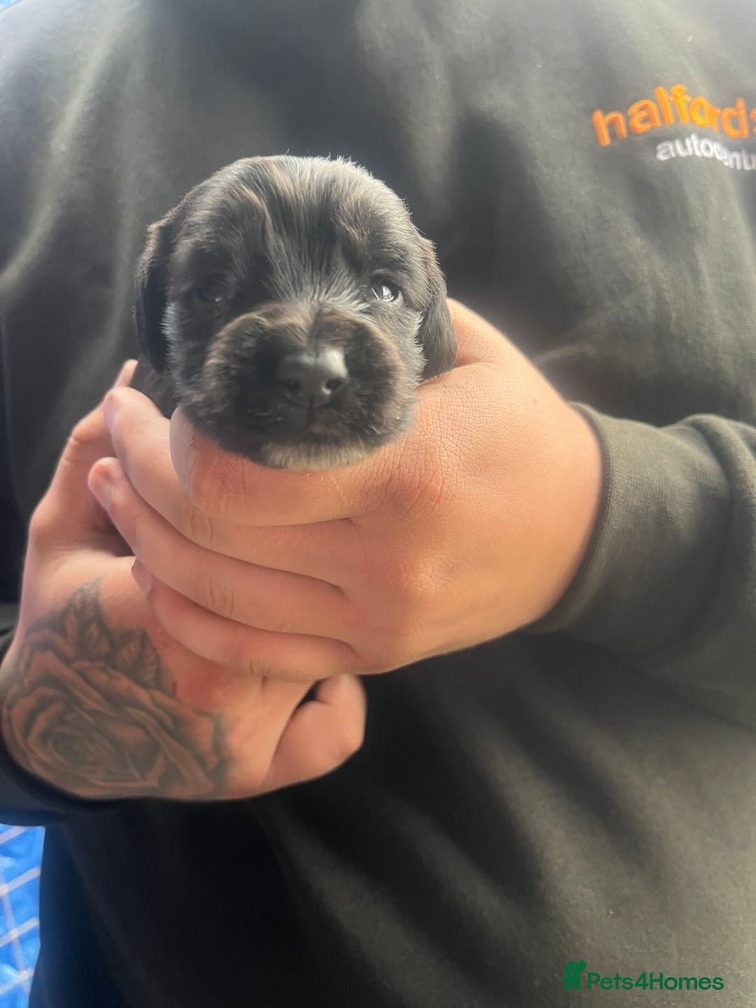 Cocker Spaniel dogs for sale: 8 beautiful cocker spaniel puppies - Image 1