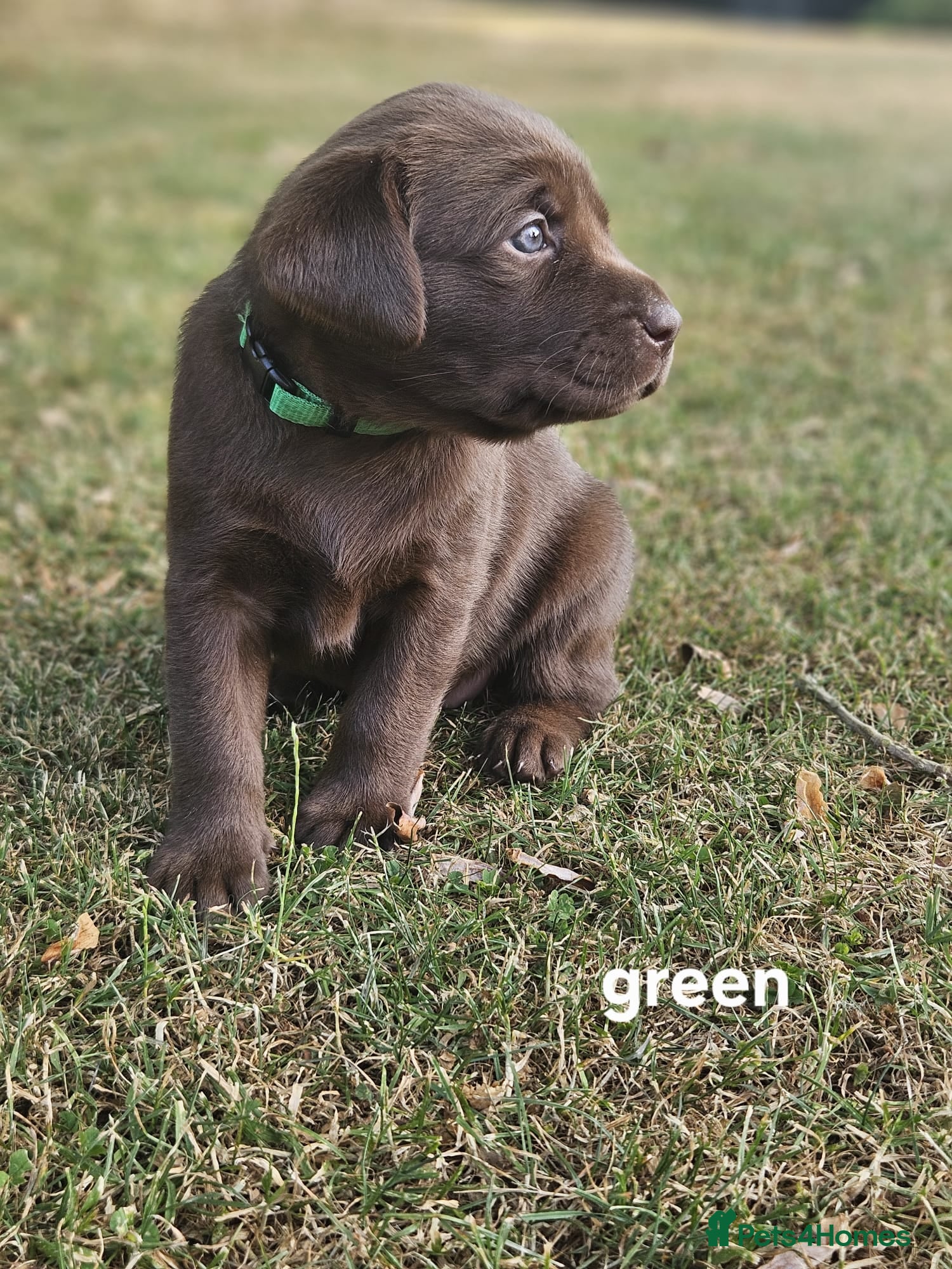 Labrador Retriever dogs KC registered, Chocolate Labrador Puppies - Advert 2