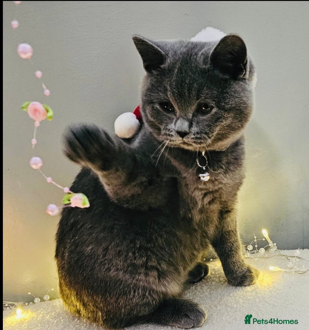 British Shorthair cats for sale: Stunning Blue British Shorthair Kitten 19 Weeks! - Advert 1