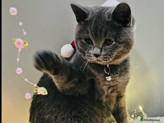 British Shorthair cats Stunning Blue British Shorthair Kitten 19 Weeks! - Advert 3