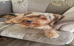 Yorkshire Terrier dogs for sale: 2 Male Yorkshire Terriers  - Image 8