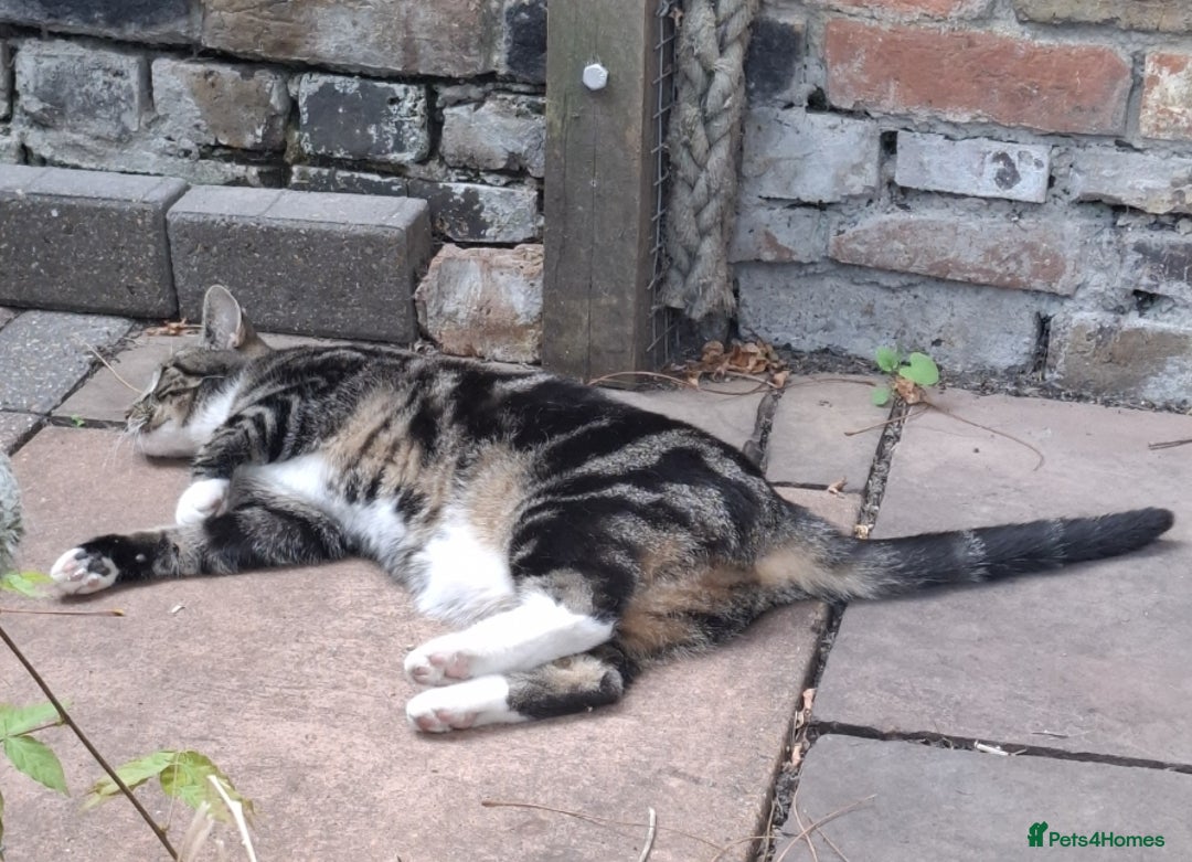 Domestic Shorthair cats for sale: Two 3 year old cats for sale - Image 9