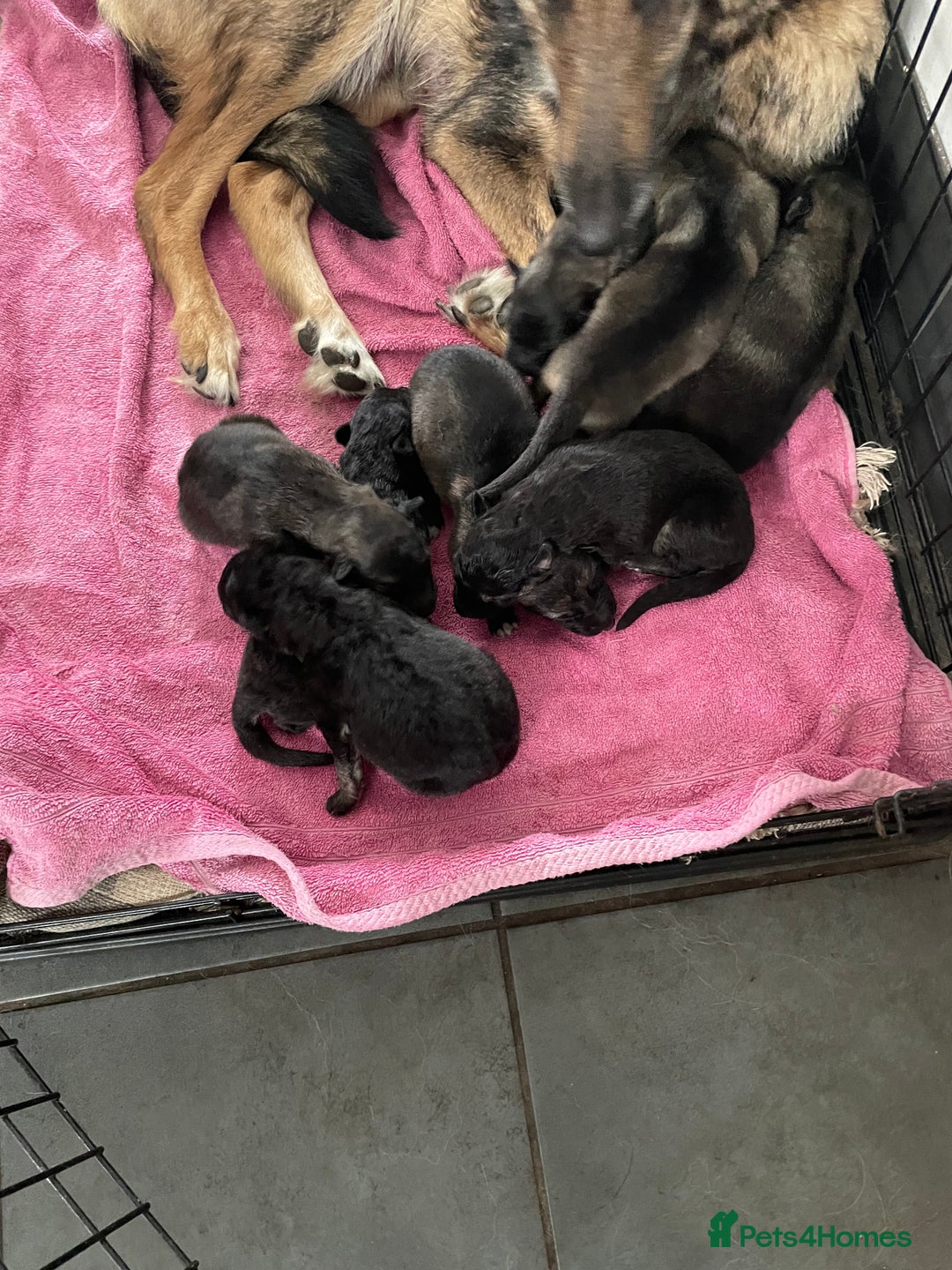 Mixed Breed dogs for sale: 9 gsd x pups for sale  - Image 3