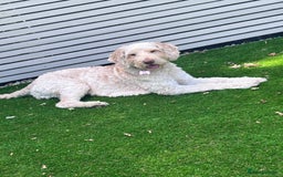 Cockapoo dogs for sale: 5 year old cockapoo girl  - Image 7