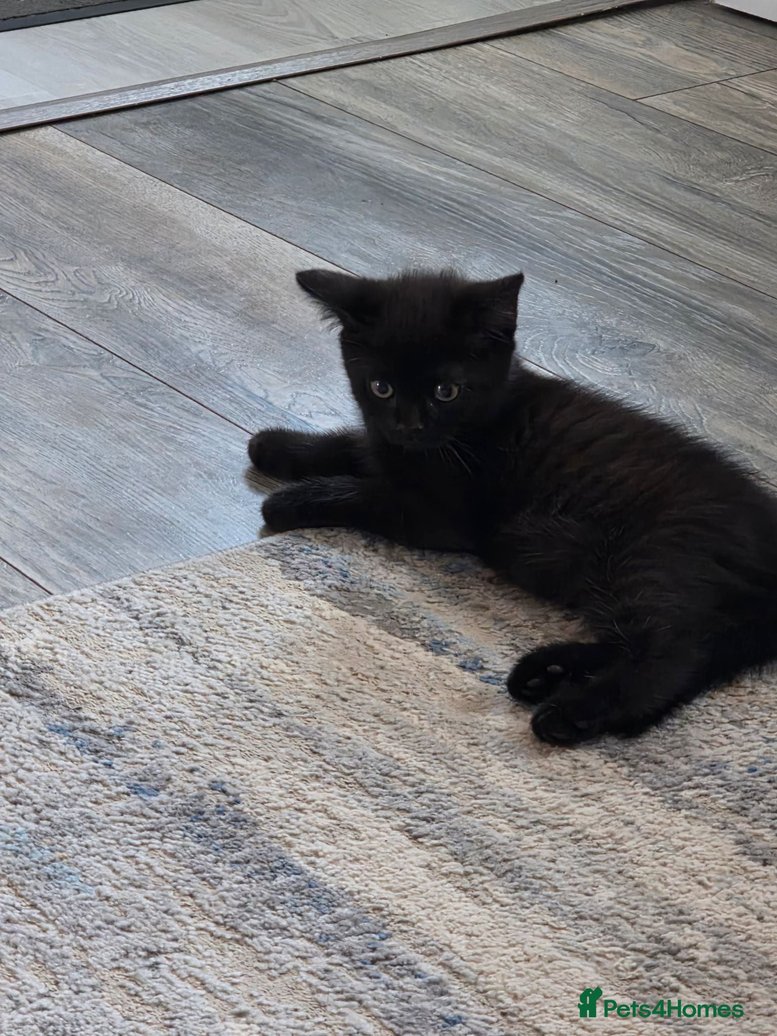 Mixed Breed cats BSH cross kittens 2 male - Advert 2