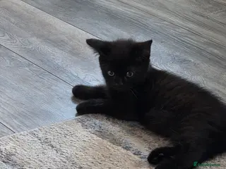Mixed Breed cats BSH cross kittens 2 male - Advert 6
