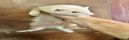 Ferret rodents for sale: Ferrets for sale  - Advert 9