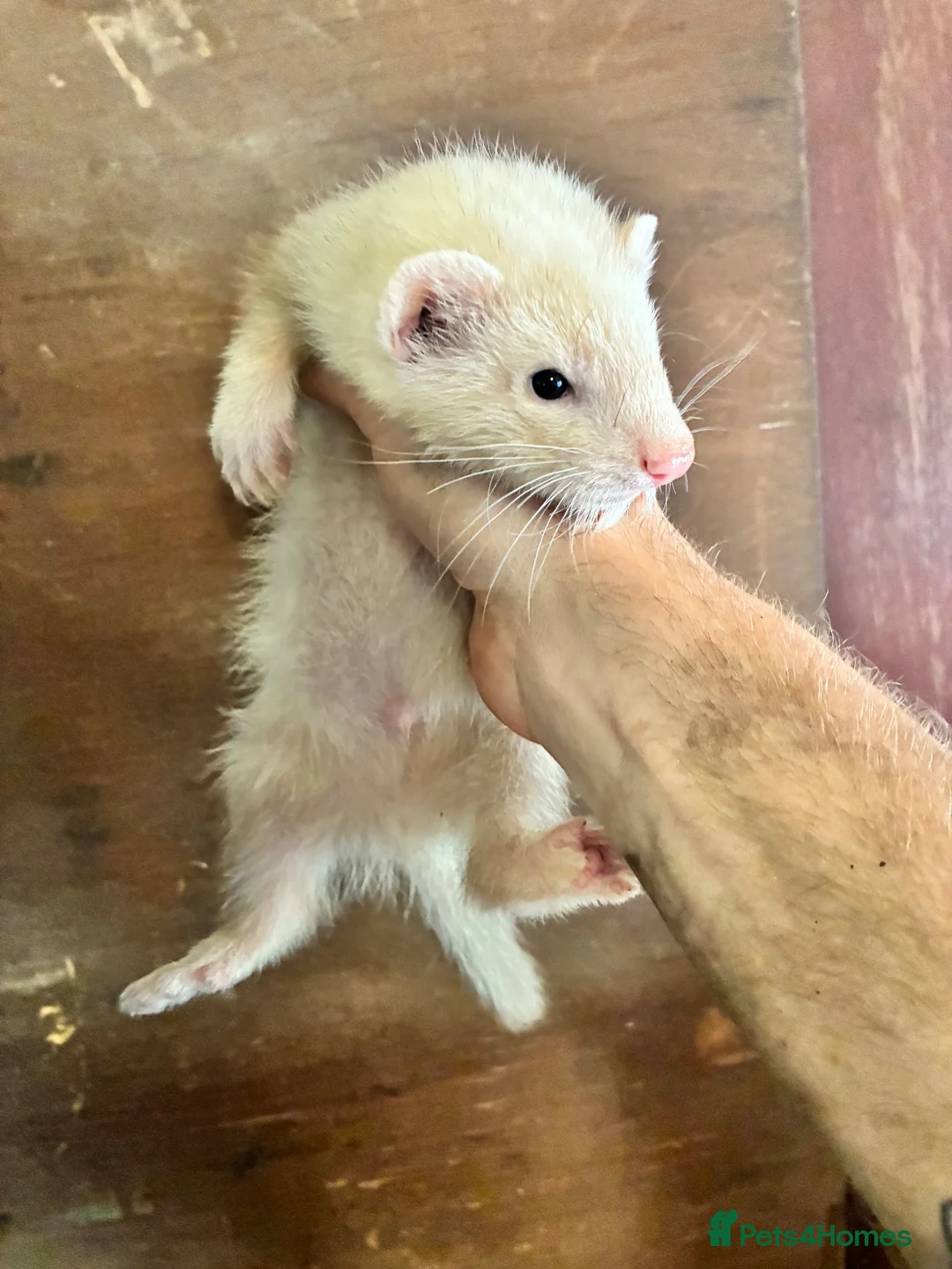 Ferret rodents for sale: Ferrets for sale  - Advert 9