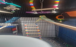 Budgerigars birds for sale: Budgies, cage and toys - Image 4