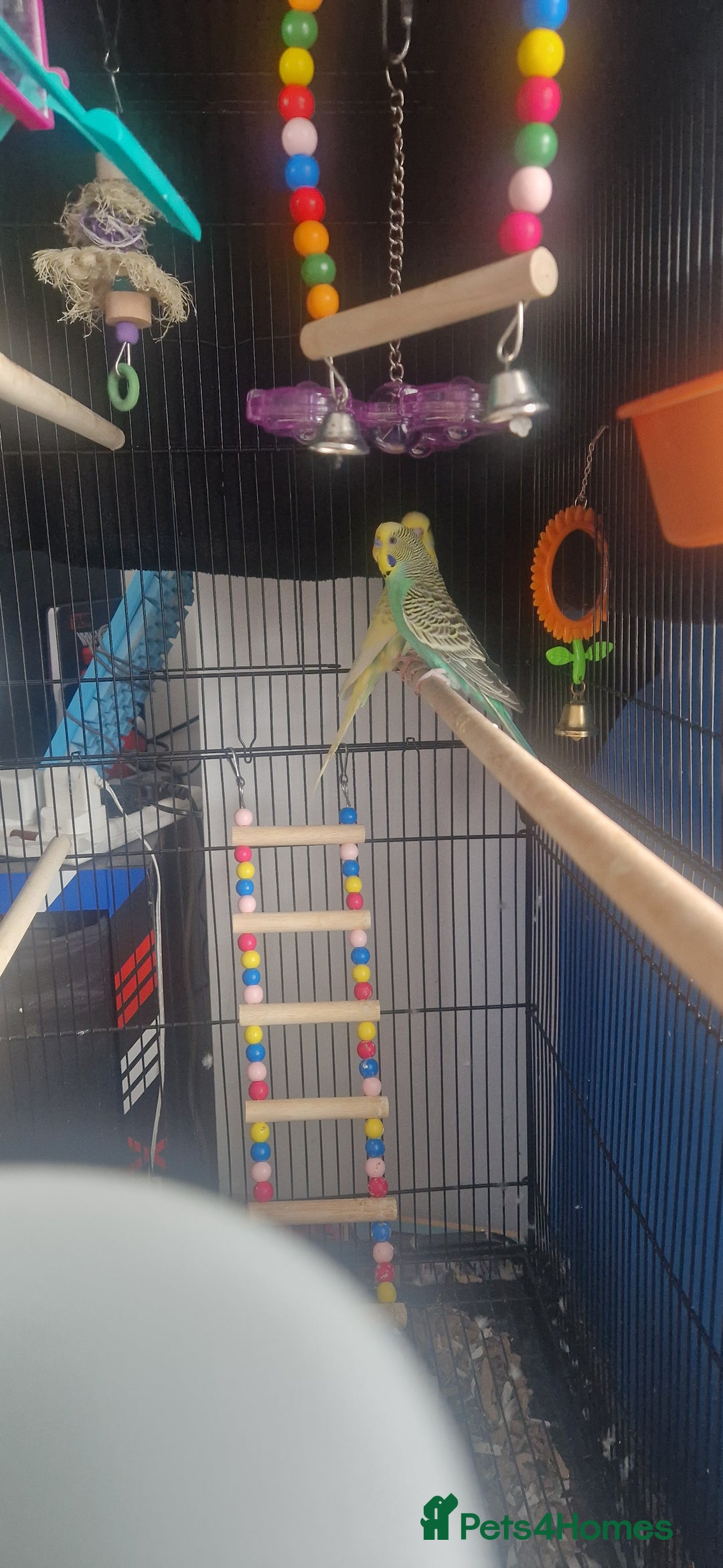 Budgerigars birds for sale: Budgies, cage and toys - Image 4