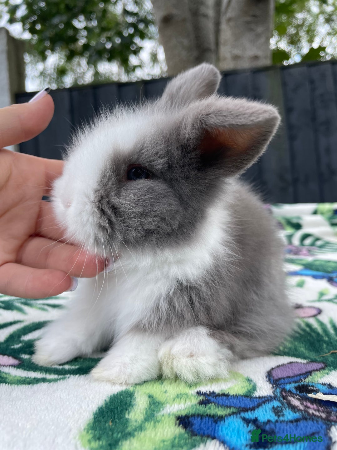 Mini Lion Lop rabbits for sale: EUROPEAN TEDDYWIDDER BABIES  - Image 9