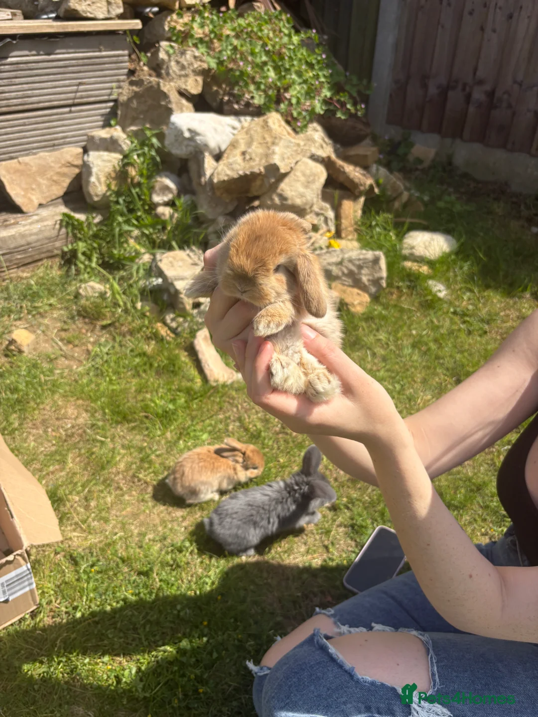 French Lop rabbits for sale: Pure French lops  - Advert 2