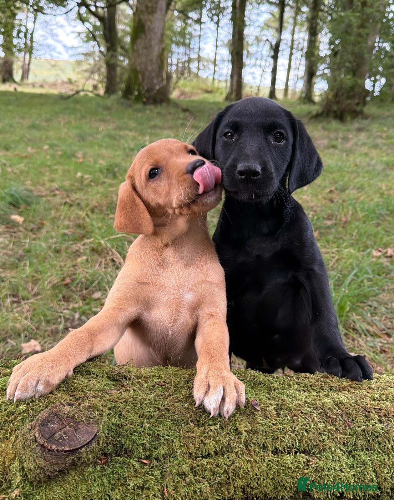 Labrador Retriever dogs KC reg Labrador , health tested parents  - Advert 2