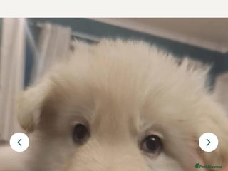 German Shepherd dogs White German Shepherd - Advert 4