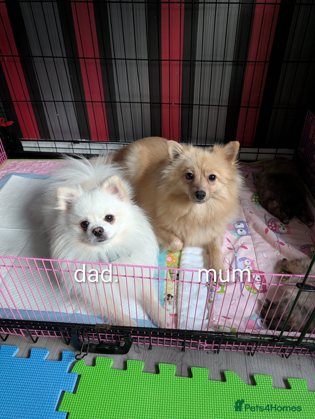 Pomeranian dogs for sale: Pomeranian puppies for sale - Advert 5