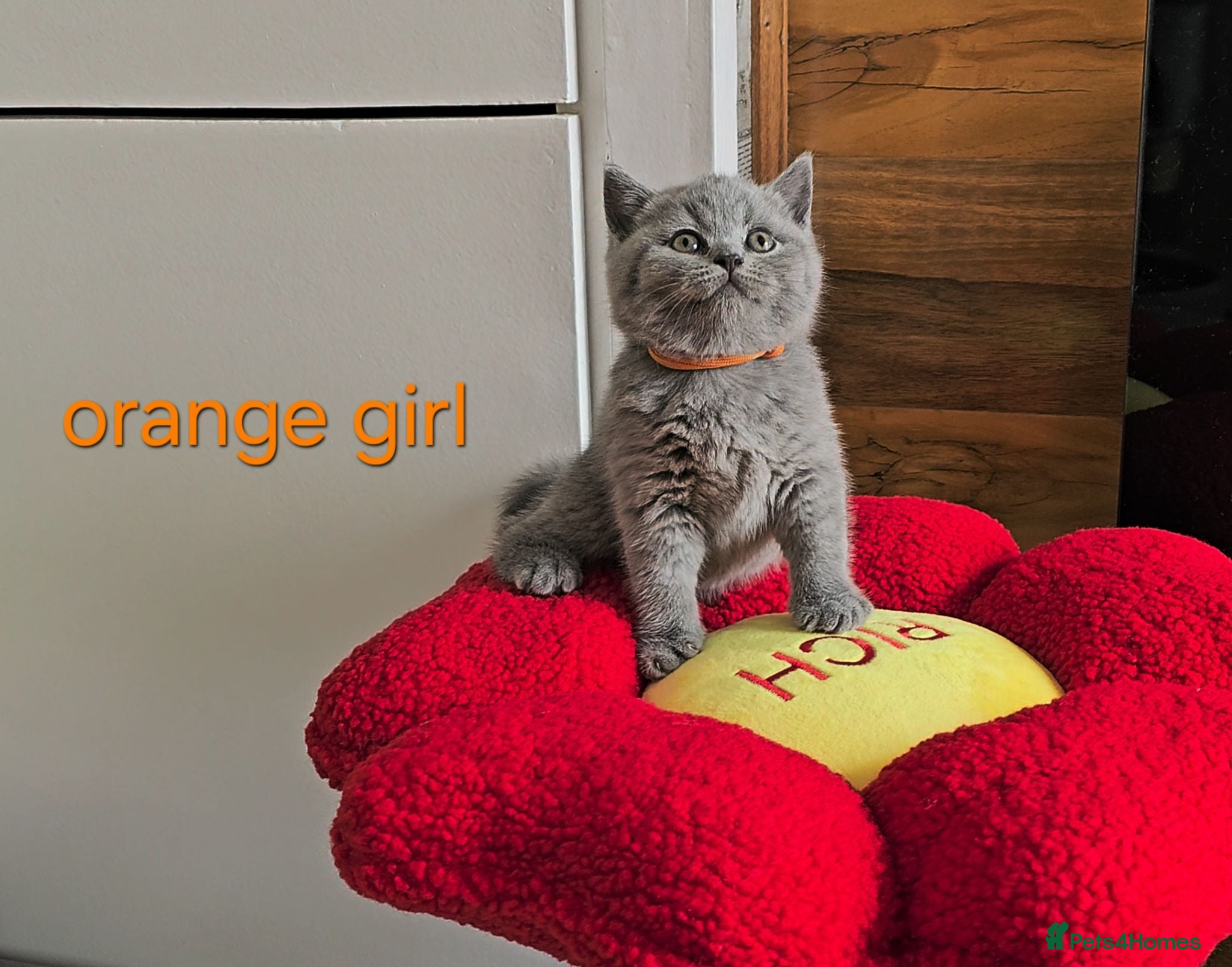 British Shorthair cats Blue British Shorthair kittens, GCCF registered - Advert 1