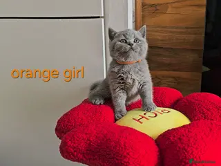 British Shorthair cats Blue British Shorthair kittens, GCCF registered - Advert 1