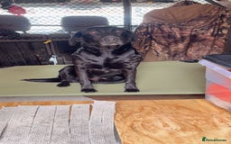 Labrador Retriever dogs for sale: Beautiful chunky KC Labrador ftch bloodline - Image 5