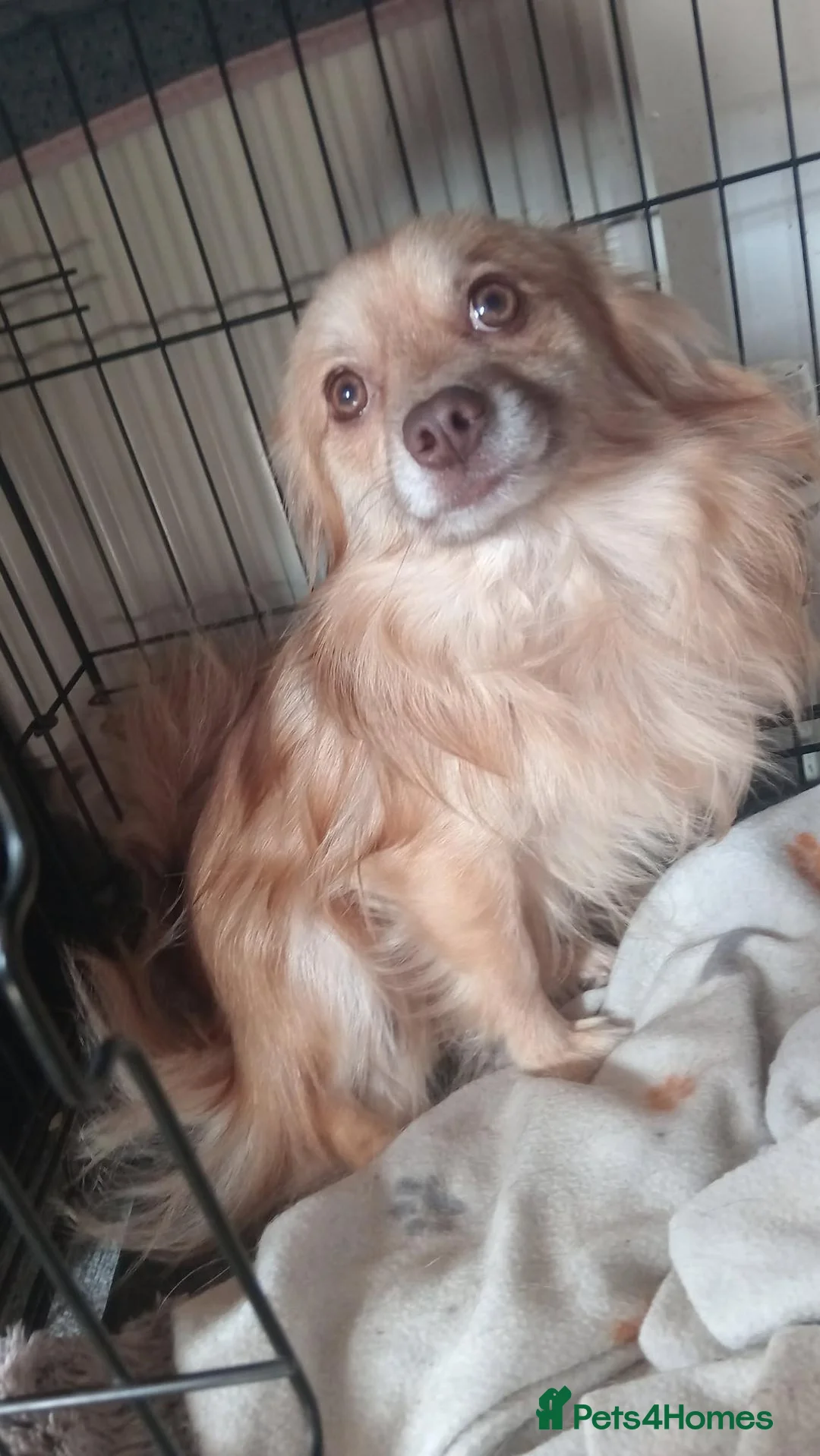 Pomchi dogs for sale: Pumpkin - Advert 1