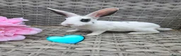 Rex rabbits for sale: 🐰Beautiful mini rex babies ready now 🐰 - Advert 11